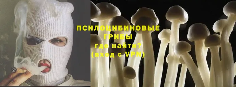 купить  сайты  Великий Устюг  Псилоцибиновые грибы Psilocybe 